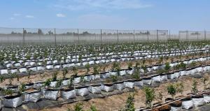 Inka´s Berries empezó la siembra de 300 hectáreas de arándanos Abril Blue + en Ica