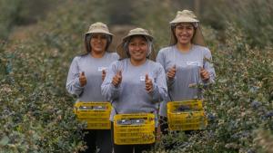 Inka’s Berries quiere llegar a las 1.000 hectáreas de arándanos para el 2030
