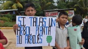 Instalan más de 5 mil plantones de especies forestales en el VRAEM