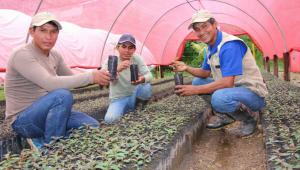 Instalarán más de 300 mil plantas forestales en 600 hectáreas de tierras degradas