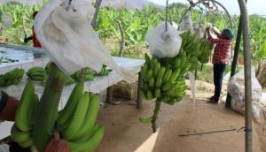 Inversionistas se retiran de la producción de banano en Perú por crisis internacional de precios