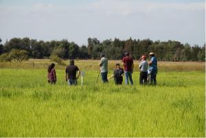 "Investigación participativa", la base para un arroz más sustentable en Chile
