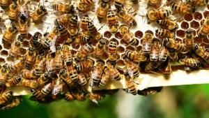 Investigadores peruanos logran tecnología para criar abejas sin aguijón