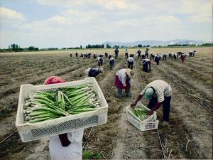 IPEH: Desaparecerían 675 productores de espárrago entre pequeños, medianos y grandes, si se convierte en Ley nuevo Régimen Legal para el Agro que impulsa el Congreso