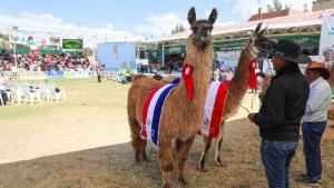 Junín: con gran éxito finalizó Expo Fiya Yauris 2025