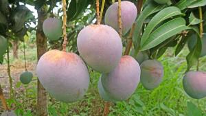 “La campaña del mango peruano afronta una reducción significativa en 2026”