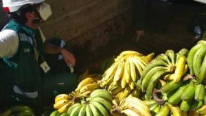 La fruta se estuvo malogrando en el Mercado Modelo de Frutas por falta de compradores