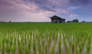 La innovación como aliado en el desarrollo del cultivo de arroz