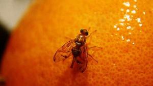 La Libertad: 140 mil productores se beneficiarán con erradicación de mosca de la fruta