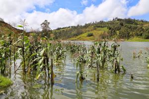 La Libertad: cultivos perdidos y afectados por lluvias e inundaciones ascenderían a  S/ 31 millones