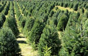 La Libertad: sembrarán 80 mil plantones de pinos en Sánchez Carrión este año