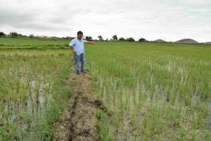 La Libertad: sembrarían 30 mil hectáreas de arroz en  Jequetepeque