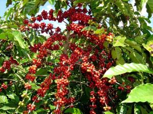 LA MAYOR PRODUCCIÓN DE CAFÉ PARA 2015 SERÁ POR LAS REGIONES DEL NORTE