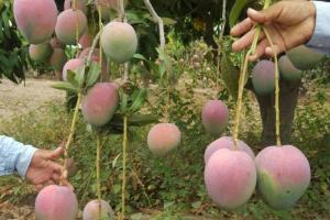 La menor cosecha peruana de mango Kent se traduce en menos envíos y fruta más grande