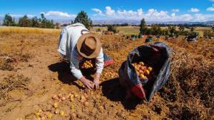 La mirada de la OCDE al agro peruano