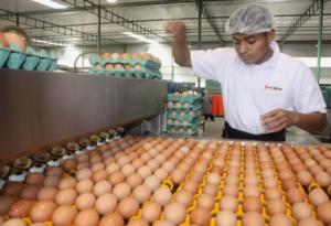 LA PRODUCCIÓN NACIONAL DE HUEVO CRECIÓ 59% EN LA ÚLTIMA DÉCADA