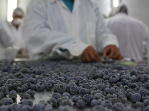 La sanidad ha sido clave para que los productos de agroexportación peruanos lleguen hoy a más de 100 mercados internacionales