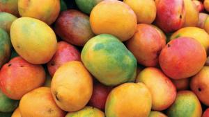 La temporada peruana del mango se ha caracterizado por huelgas, buenos precios y buena calidad