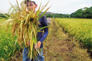 Lambayeque: aprueban siembra de 25 mil hectáreas de arroz