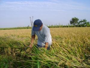 Lambayeque: campaña de arroz podría tener luz verde hoy