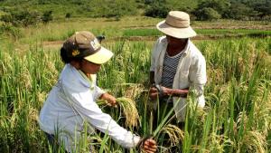 Lambayeque: proyectan cosechar más de 25 mil toneladas de arroz en valle Chancay
