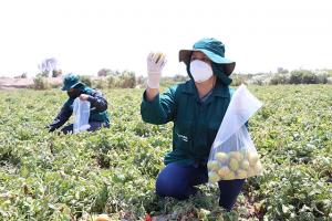 Lambayeque: realizan monitoreo de alimentos agropecuarios para garantizar su inocuidad