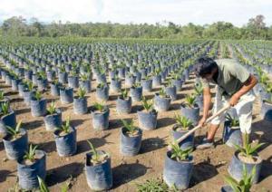 Lambayeque: reforestarán 17.740 hectáreas del área de influencia de Udima