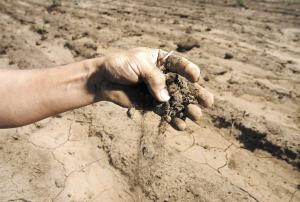 LAMBAYEQUE: SEQUÍA GENERARÍA PÉRDIDAS POR US$297 MILLONES EN AGROEXPORTACIONES 