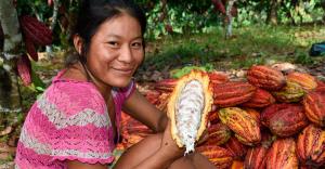 Lanzan proyecto para mejorar la producción de 700 hectáreas de cacao en Ucayali