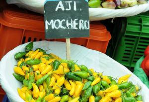 Lanzarán Proyecto Ají Mochero 2019-2021