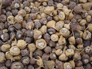 LAS EXPORTACIONES DE MACA AUMENTAN 41%