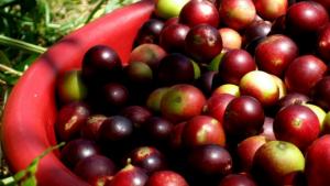 Ligero crecimiento de las exportaciones peruanas de pulpa de camu camu