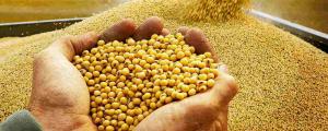Ligero incremento en importaciones de soya en grano