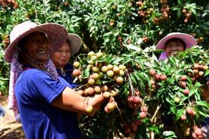 Los lichis chinos entran por primera vez al mercado sudamericano