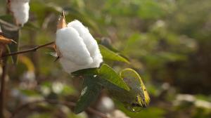 “Los últimos 30 años del algodón peruano son una historia de crisis”
