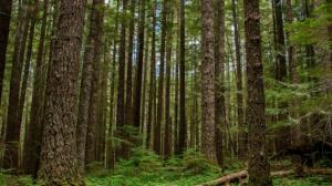 Maderacre del Grupo Wong sumará nuevas especies de concesión forestal