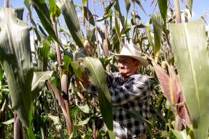 MALA CALIDAD DE SEMILLAS IMPORTADAS HABRÍA OCASIONADO PÉRDIDAS A LOS PRODUCTORES DE MAÍZ