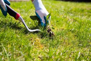 Malezas compiten con cultivos, afectando su crecimiento y rendimiento productivo