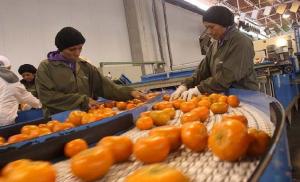 Mandarinas: ¿cuánto se requiere invertir por hectárea destinada a la exportación?