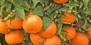 Mandarinas peruanas llegarían a Japón e India este año