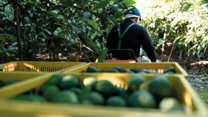 Manejo Integrado de Plagas: Clave para el éxito de la palta peruana en el mundo