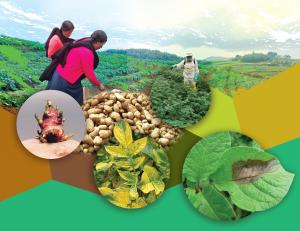 Manejo integrado: una necesaria disciplina para enfrentar los retos del cultivo de papa en el país y la región