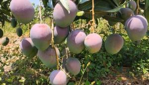 Manga Rica busca ganar terreno en Sudamérica ante escasez de mango peruano
