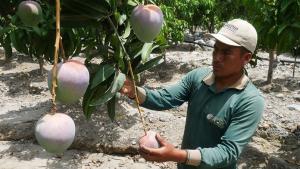 Mango, arroz y frijol son las estrellas del agro piurano