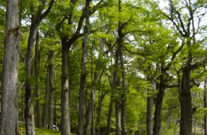 “MANUAL DE AUDITORÍAS PERMITIRÁ MEJOR MONITOREO DE CONCESIONES FORESTALES”