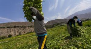 Más de 10 mil socios integran las cooperativas agrarias inscritas ante el Midagri