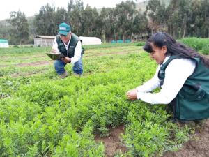 Más de 163 mil productores incrementaron su producción agropecuaria con semillas, material genético de calidad y análisis de suelos, durante el 2023