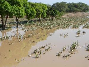Más de 3.500 hectáreas de cultivos fueron afectadas por lluvias