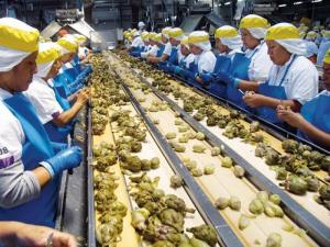 Mayo: exportaciones de alcachofa sumaron 2.792 toneladas