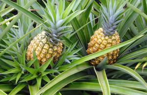 Mejorarán producción e industrialización de la piña en Echarati